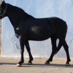 Noretta 4.