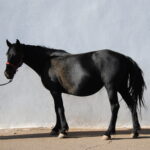 Unaria 2